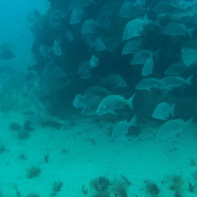 thumbnail for publication: Artificial Reefs in Florida 101 – why are they built? Part 1 of an Artificial Reef series